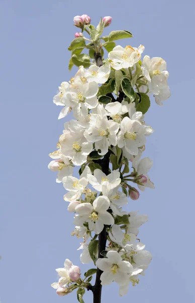 apple tree,apple blossom,ornate,wild apple,blossom,blossoms,flower,flowers,cherry tree,white,spring,springtime,twig,branch,tree,trees,sky