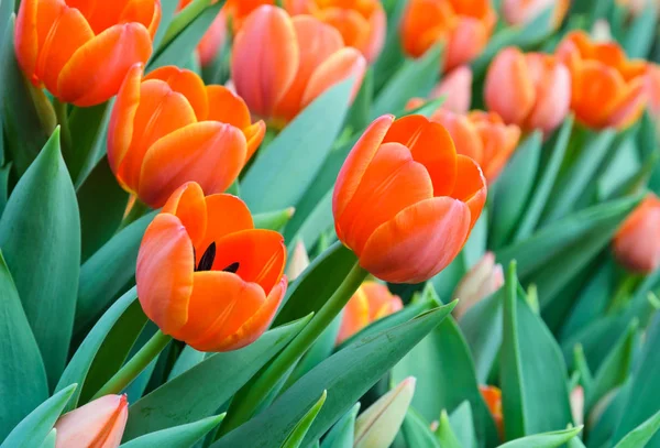 Vackra Orange Tulip Blossom Fältet — Stockfoto