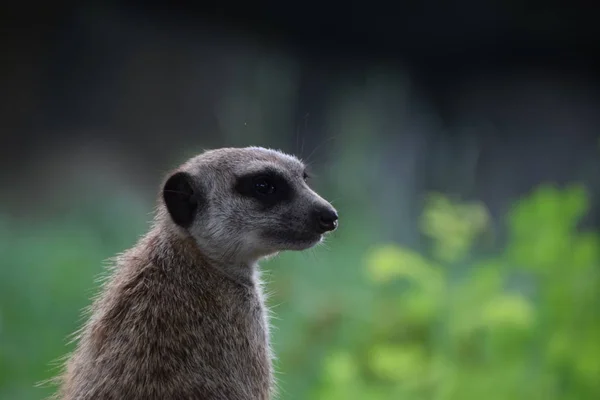 Wild Suricatta Meerkat Animal — 스톡 사진