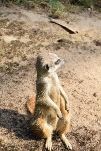 Niedliche Erdmännchen Suricatta — Stockfoto