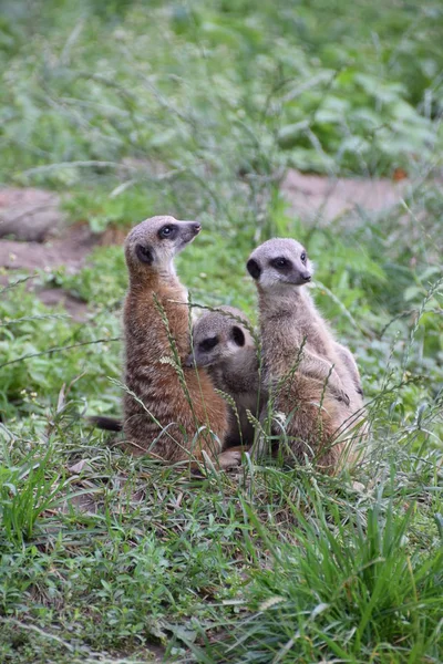 Suricatta Liar Hewan Meerkat — Stok Foto