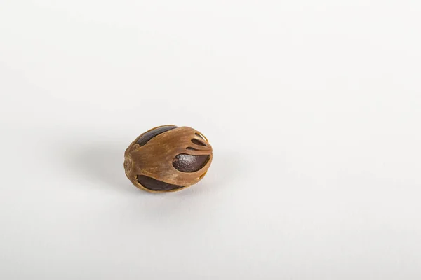 Single Nutmeg Seed Mace Covering White Background — Stock Photo, Image