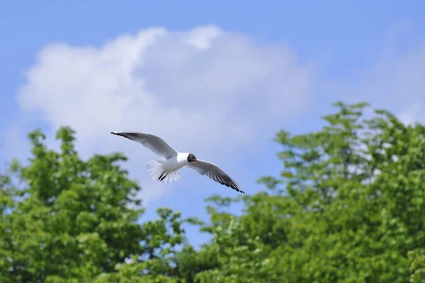 Schilderachtig Uitzicht Mooie Schattige Meeuw Vogel — Stockfoto