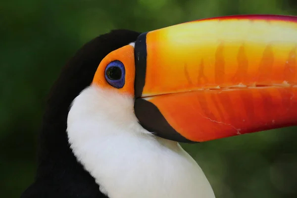 Vista Panorámica Hermoso Pájaro Naturaleza — Foto de Stock