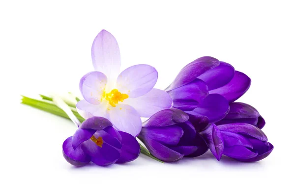 Crocus Vit Bakgrund Färska Vårblommor — Stockfoto