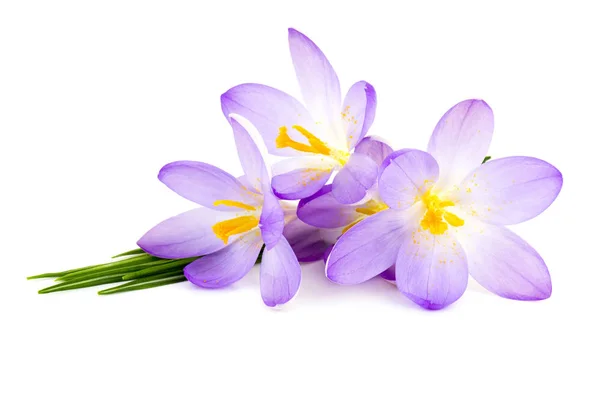 Crocus Fundo Branco Flores Primavera Frescas — Fotografia de Stock