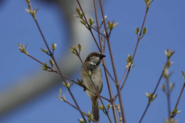 Trädsparv Paser Domesticus — Stockfoto