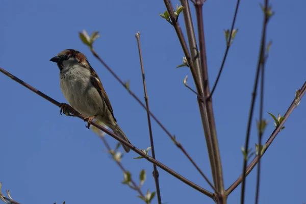 Trädsparv Paser Domesticus — Stockfoto