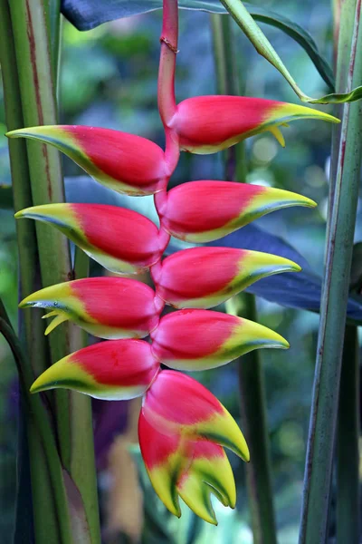 Heliconia Velutina Flor Loro — Foto de Stock