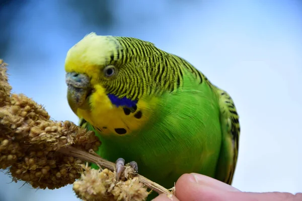 Vacker Utsikt Över Färgglada Budgerigar Papegojor — Stockfoto