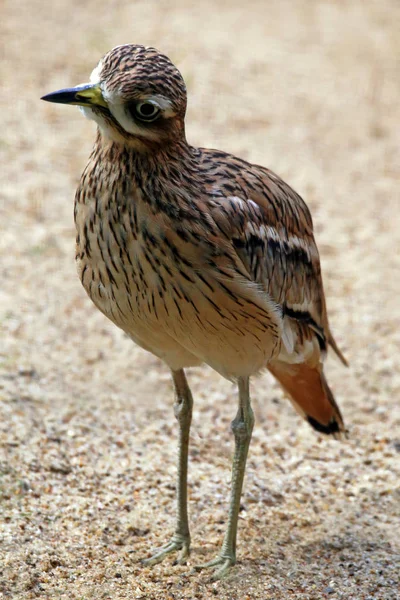 Close Triel Burhinus Oedicnemus — Stock Photo, Image