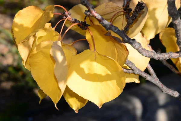 Bello Fogliame Colorato Autunno — Foto Stock