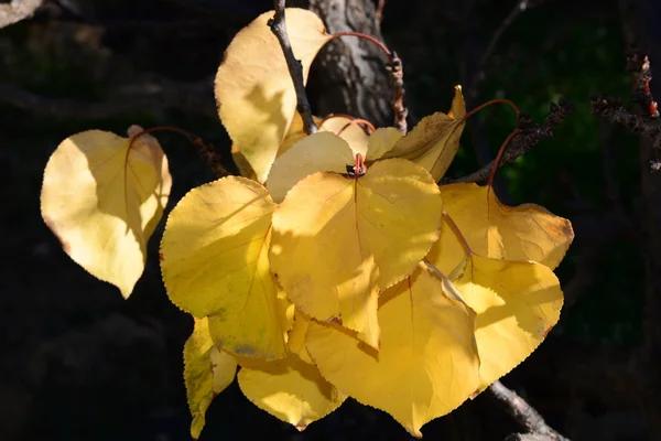 Herbstzeit Laub Herbstblätter — Stockfoto