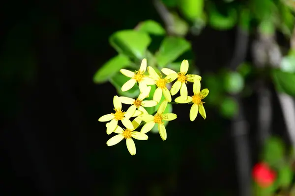 Flores Primavera Brotes Frescos —  Fotos de Stock