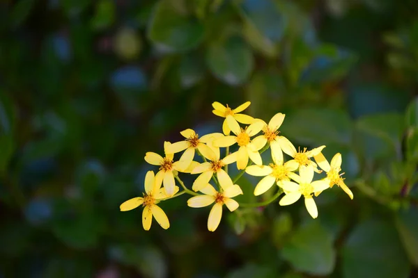 Весенние Цветы Свежие Побеги — стоковое фото