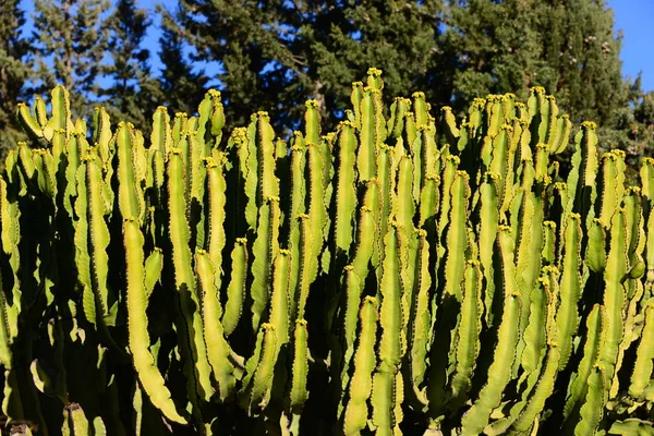 Kaktusz Növény Trópusi Növény — Stock Fotó