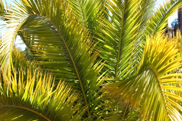 Palme Hintergrund Kopierraum — Stockfoto