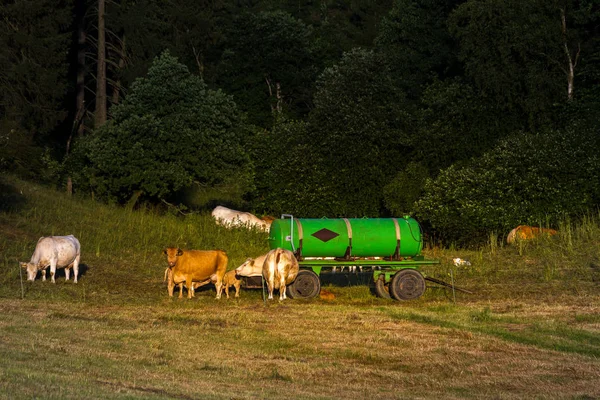 Cow Herd Pasture — Stock Photo, Image