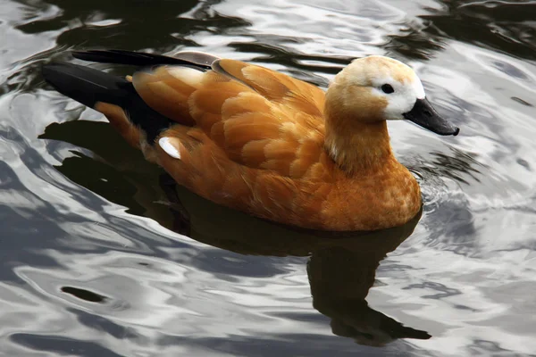 Vacker Utsikt Över Vackra Vindskydd Naturen — Stockfoto