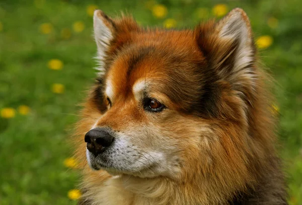 Avrasya Erkeği Portredeki Ilkel Köpek — Stok fotoğraf
