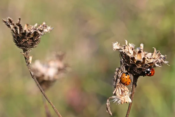 Drie Lieveheersbeestjes Verdord Knapwier — Stockfoto