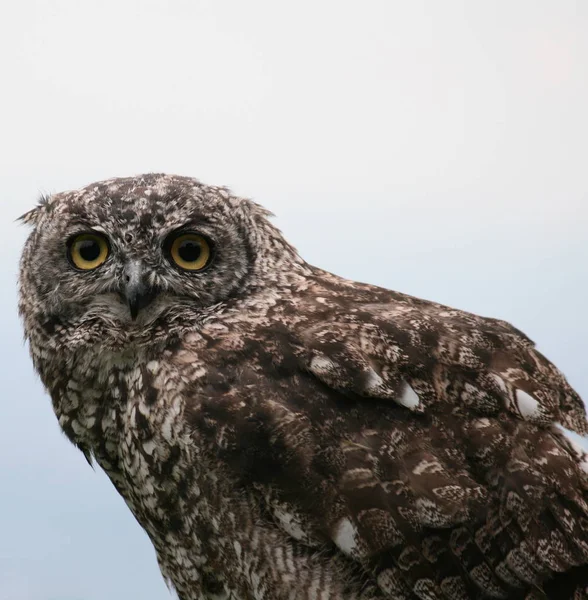 closeup view of eagle owl at wild nature