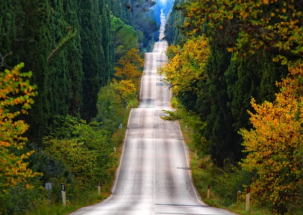 Route Des Cyprès — Photo