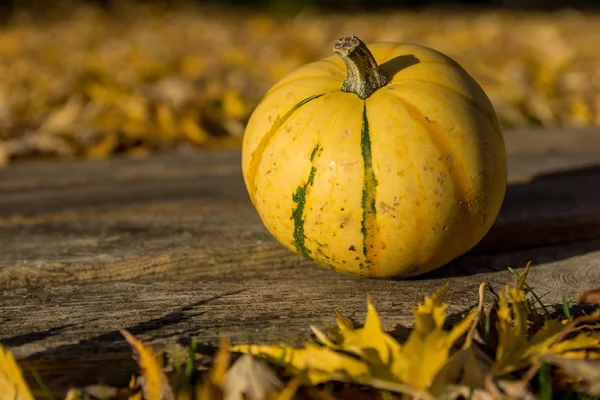 Laub Herbst Blätter Herbst — Stockfoto