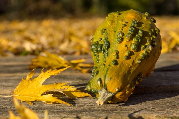 Тыква Осенних Листьях — стоковое фото