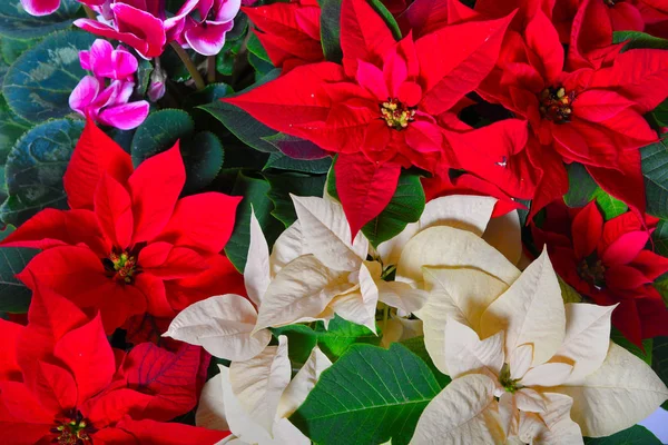 Kwiaty Poinsettii Płatki Flory — Zdjęcie stockowe