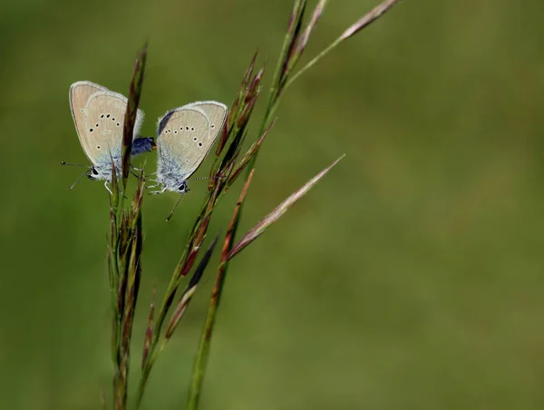 Accouplement Tandis Que Mazarine Bleu Polyommatus Semiargus — Photo
