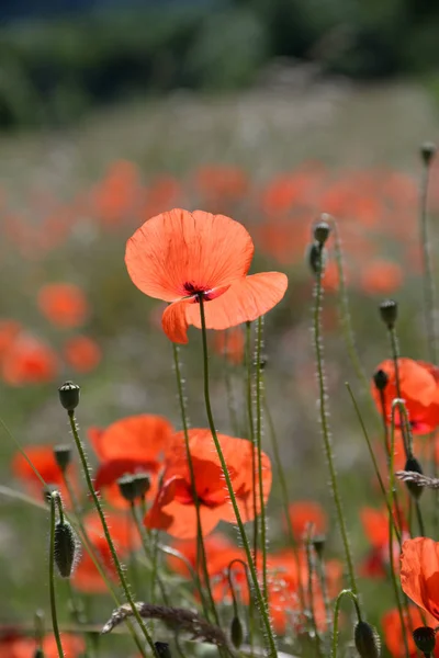 Παπαρούνα Klatschmohn Λουλούδι Λουλούδια Άνθη Άνθη Κόκκινο Φύση Φυτό Φυτά — Φωτογραφία Αρχείου