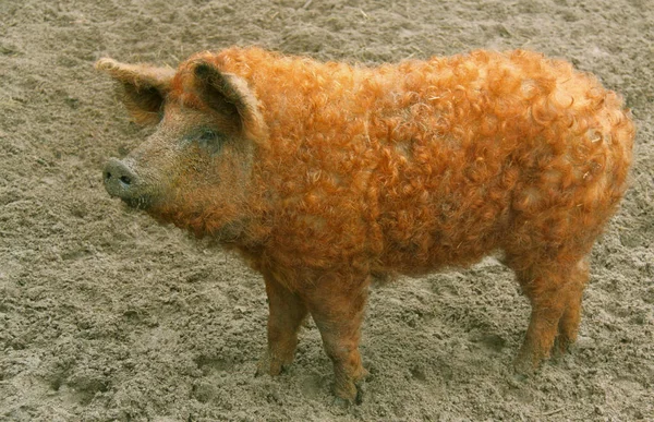 Porco Mangalitza Também Chamado Wollschwein — Fotografia de Stock