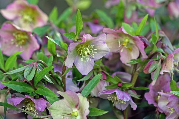 Spring Snow Nose Helleborus Orientalis — Stock Photo, Image