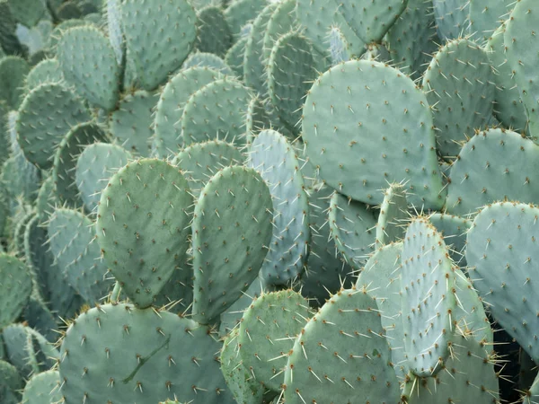 Format Fyllning Stor Grupp Kaktus Opuntia Stenopetala — Stockfoto