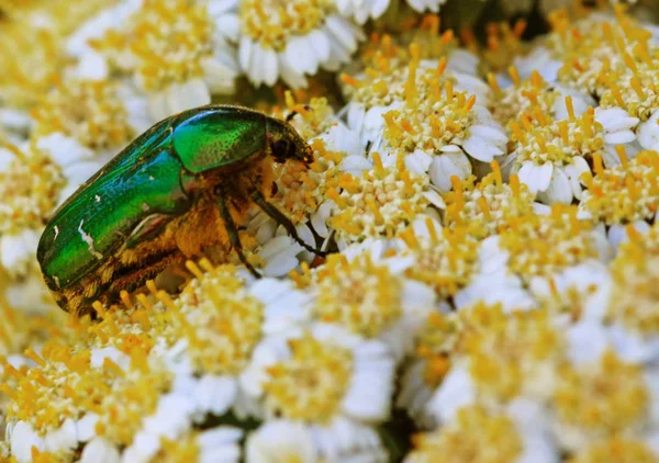 Rosy Beetle Cetonia Aurata — Stock Photo, Image