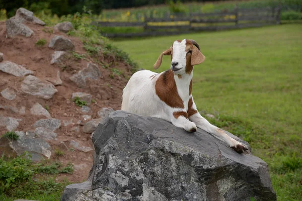 Goat Animal Pet Livestock Brown White White Brown Geiss Geiss — стоковое фото