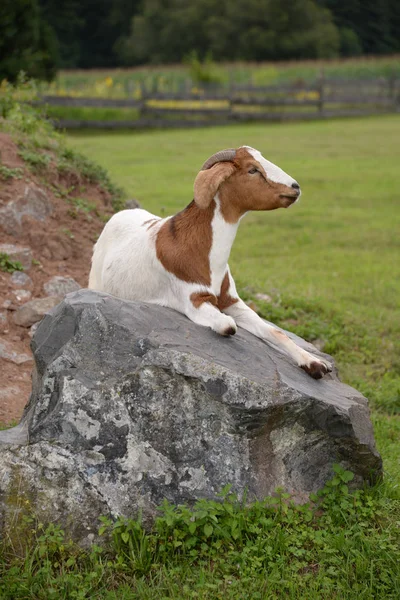 Koza Zvíře Domácí Zvířata Hospodářská Zvířata Hnědobílá Bílá Hnědá Geiss — Stock fotografie
