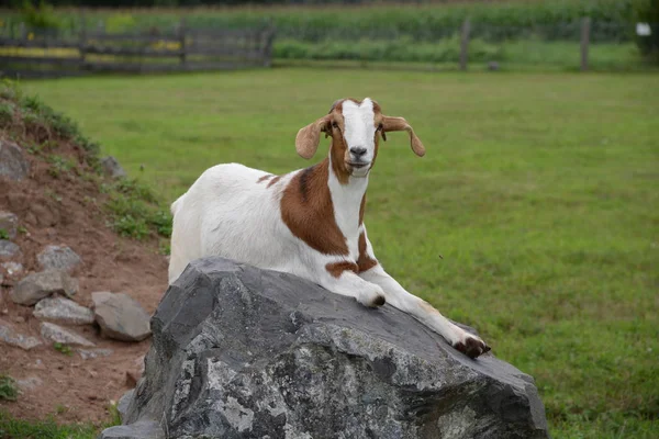 Goat Animal Pet Livestock Brown White White Brown Geiss Geiss — Stock Photo, Image