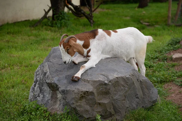 Goat Animal Pet Livestock Brown White White Brown Geiss Geiss — стоковое фото