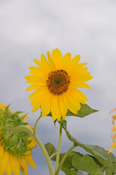 sunflower,helianthus,flower,flowers,bloom,summer,yellow,nature,garden,garden flower,ornamental plant,sunflowers,sky