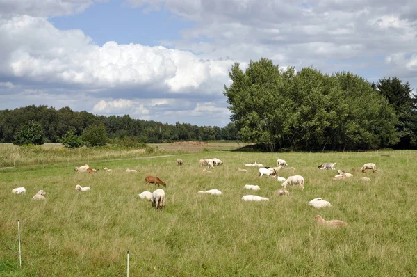 Ovce Ovce Stádo Ovcí Stádo Pastviny Pastviny Volně Žijící Zvěř — Stock fotografie
