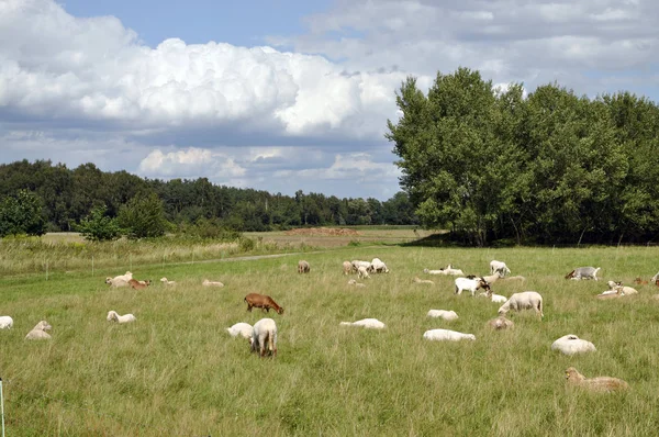 Ovinos Ovinos Rebanhos Ovinos Efectivos Pastagens Prados Animais Animais Criação — Fotografia de Stock