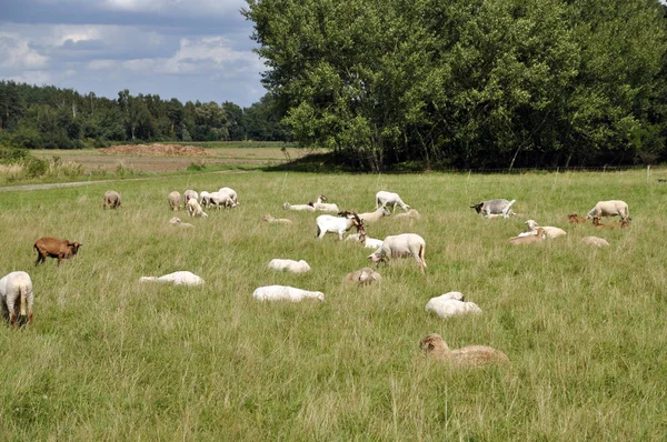 sheep,sheep,pasture,herd,pasture,meadow,animal,animals,crops,crops,agriculture,grazing,