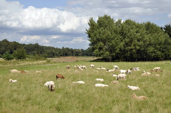 Schafe Schafe Weide Herde Weide Wiese Tier Tiere Feldfrüchte Feldfrüchte — Stockfoto