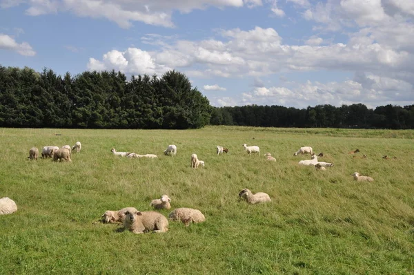 Koyunlar Koyunlar Sürüler Sürüler Otlaklar Çayırlar Hayvanlar Çiftlik Hayvanları Çiftlik — Stok fotoğraf