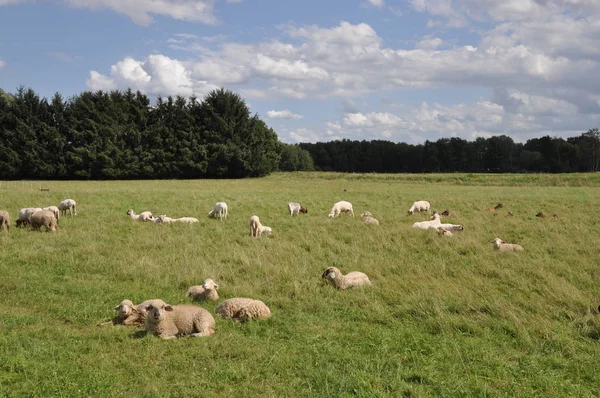 Ovinos Ovinos Rebanhos Ovinos Efectivos Pastagens Prados Animais Animais Criação — Fotografia de Stock