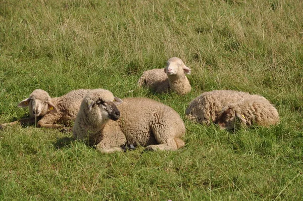 Schafe Schafe Schafherden Herden Weiden Grünland Wildtiere Tiere Nutztiere Nutztiere — Stockfoto