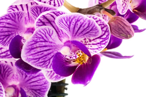 Orchidea Zbliżenie Tropikalnej Rośliny Białym Tle — Zdjęcie stockowe
