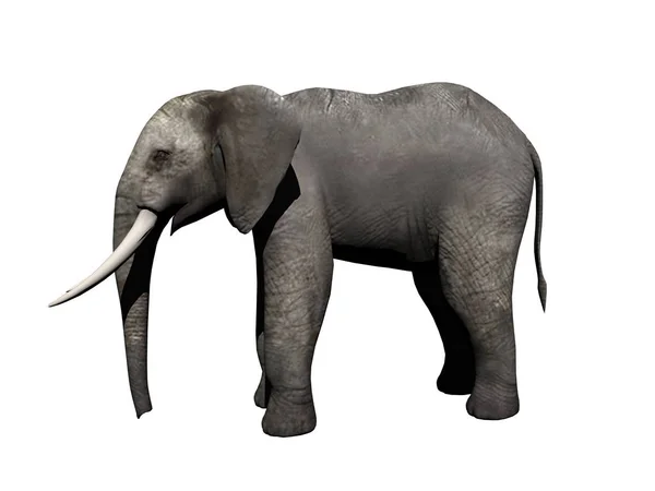 Αφρικανικό Ζώο Ελέφαντα Μεγάλο Θηλαστικό — Φωτογραφία Αρχείου